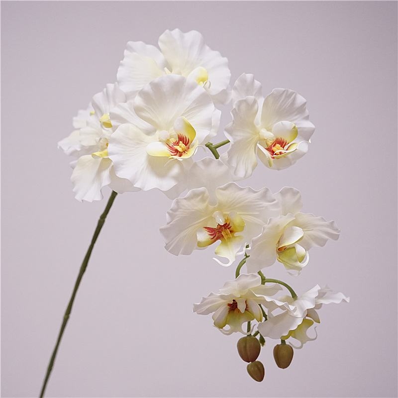 Simulated feel moisturizing Phalaenopsis orchid
