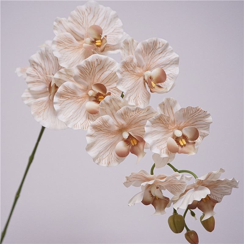 Simulated feel moisturizing Phalaenopsis orchid