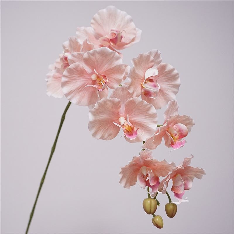Simulated feel moisturizing Phalaenopsis orchid