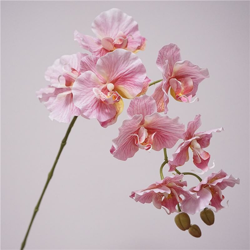 Simulated feel moisturizing Phalaenopsis orchid