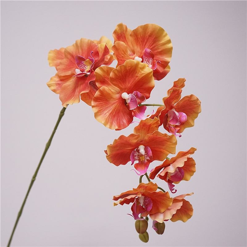 Simulated feel moisturizing Phalaenopsis orchid