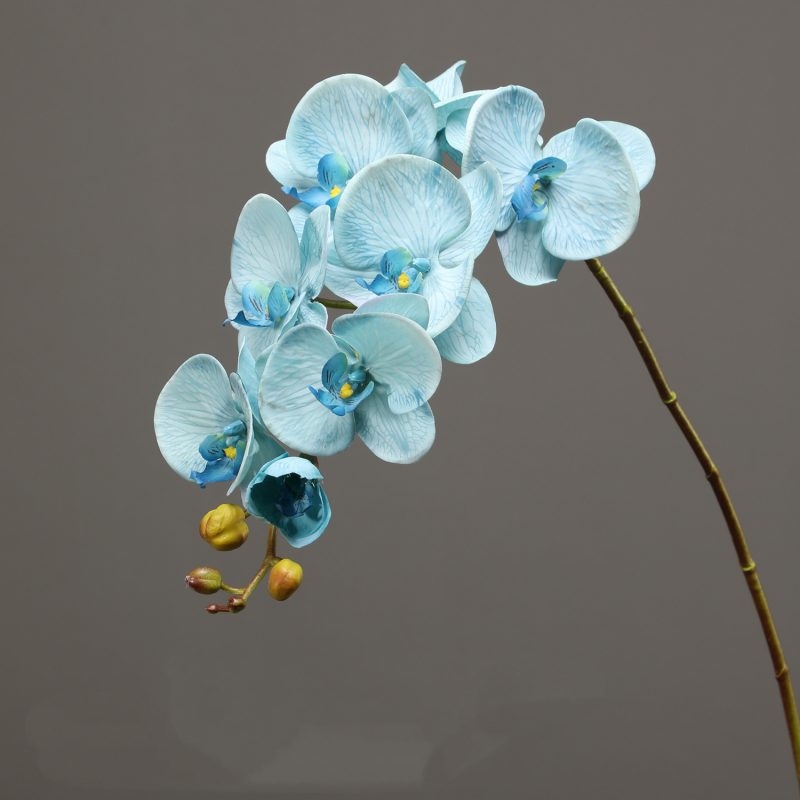 High-quality moisturizing Phalaenopsis orchid