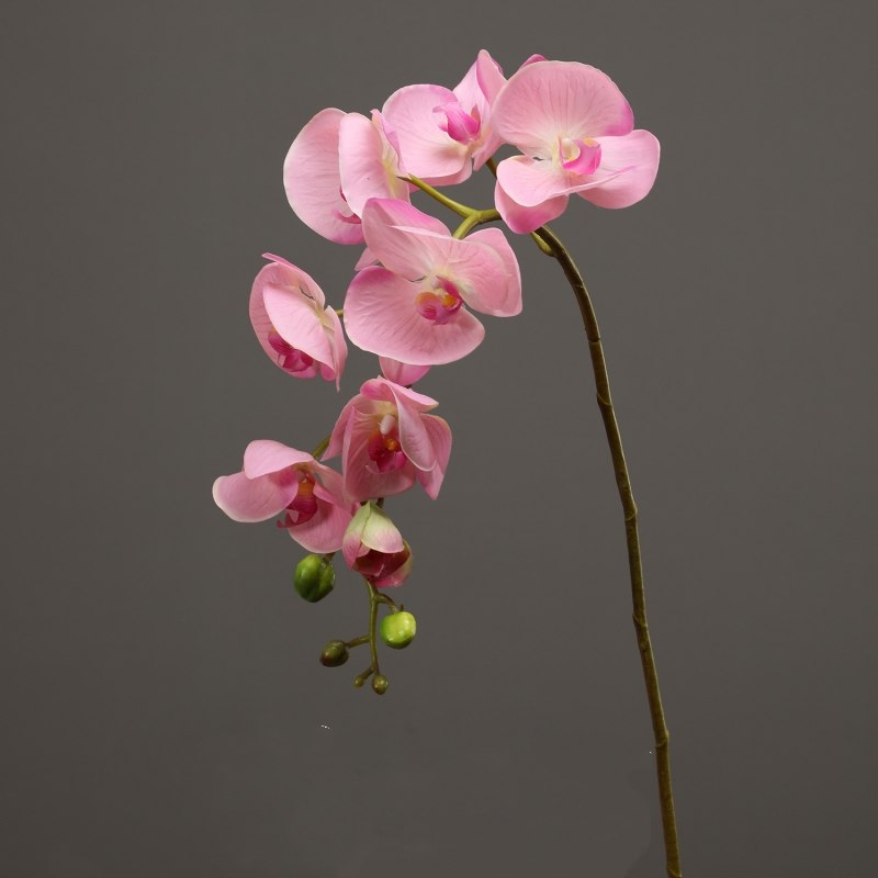 High-quality moisturizing Phalaenopsis orchid