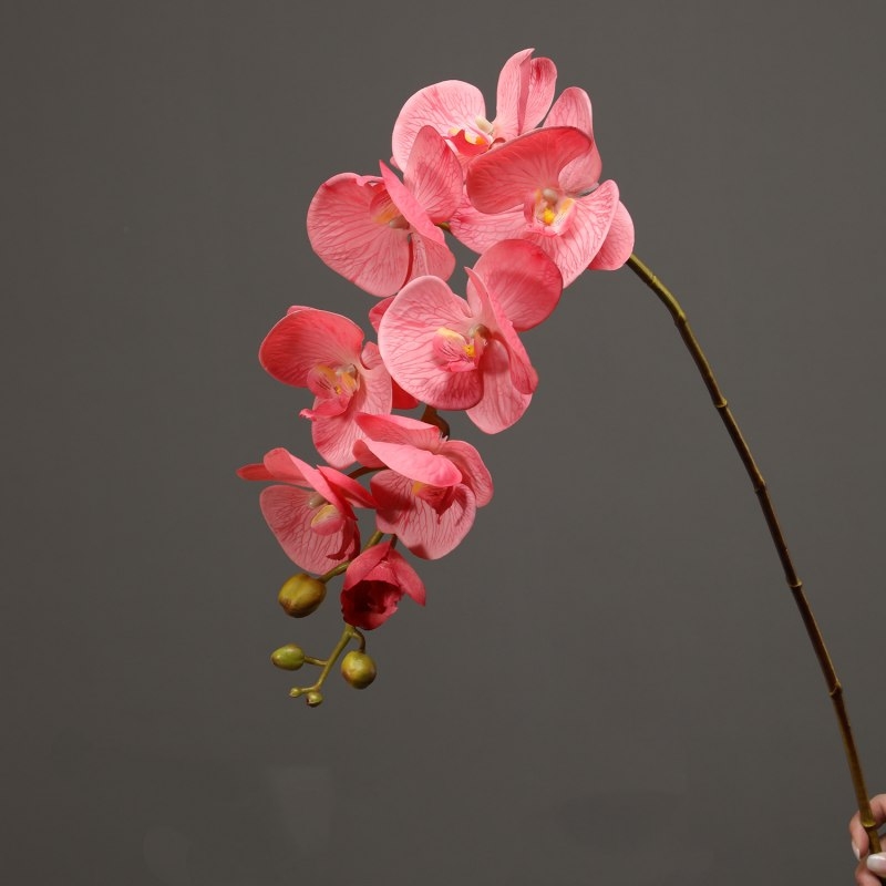 High-quality moisturizing Phalaenopsis orchid