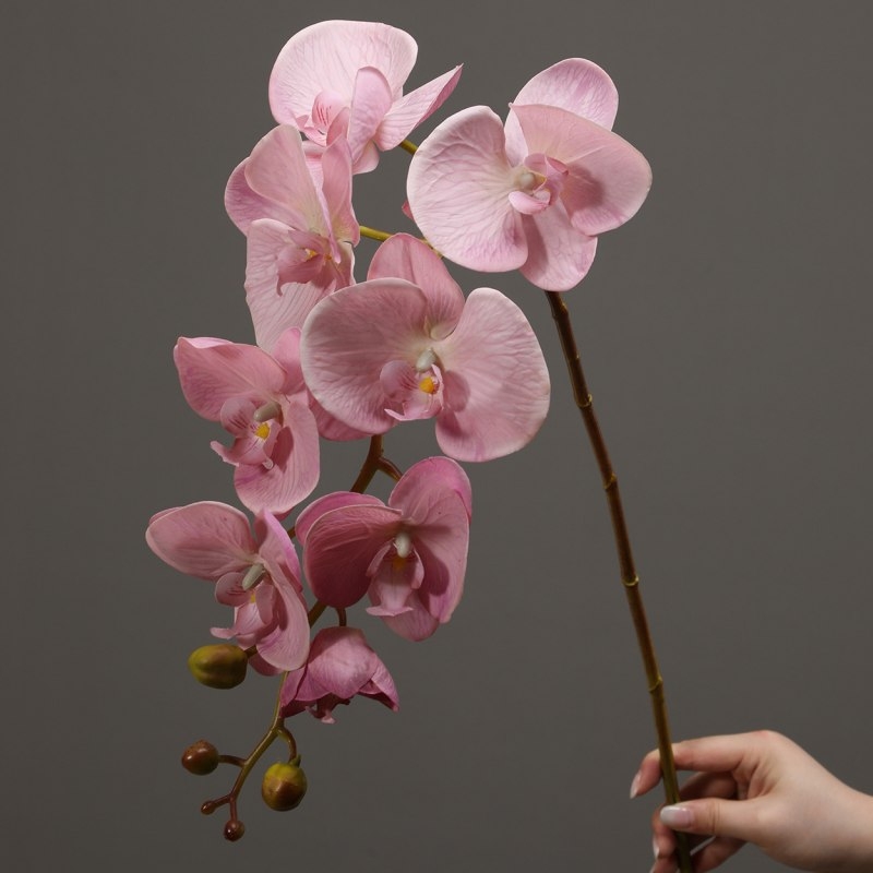 High-quality moisturizing Phalaenopsis orchid