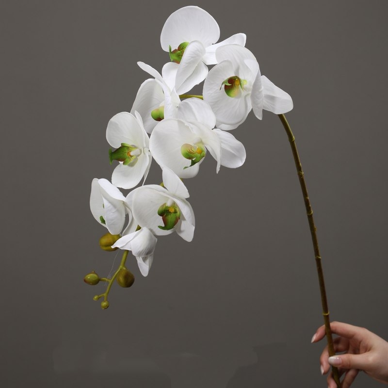 High-quality moisturizing Phalaenopsis orchid