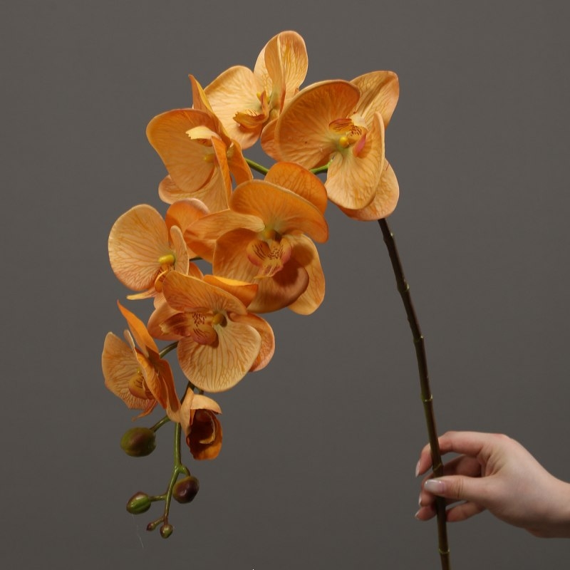 High-quality moisturizing Phalaenopsis orchid
