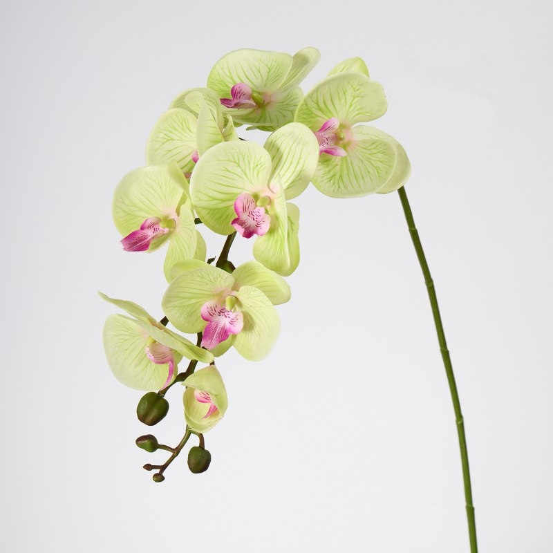 High-quality moisturizing Phalaenopsis orchid