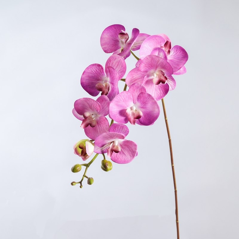 High-quality moisturizing Phalaenopsis orchid