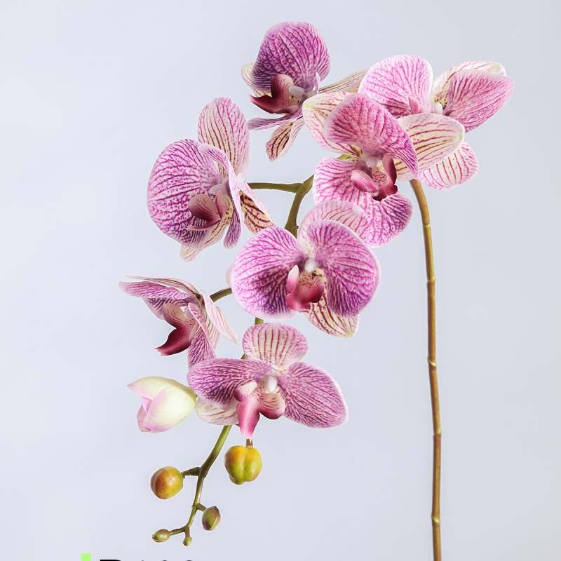 High-quality moisturizing Phalaenopsis orchid