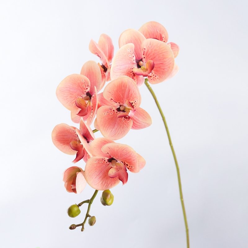 High-quality moisturizing Phalaenopsis orchid