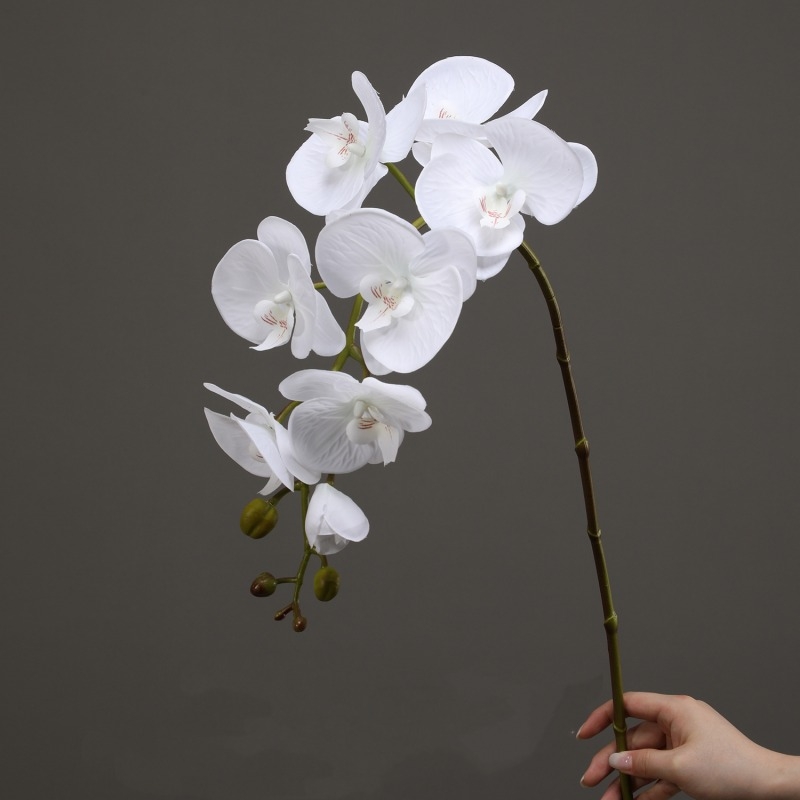 High-quality moisturizing Phalaenopsis orchid