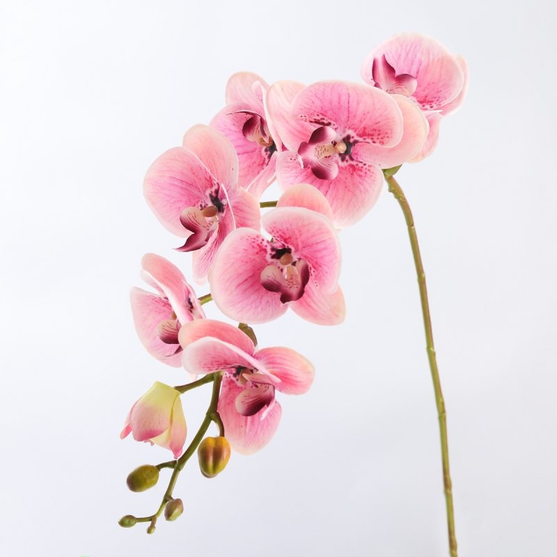 High-quality moisturizing Phalaenopsis orchid