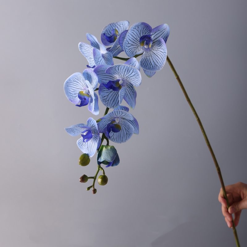 High-quality moisturizing Phalaenopsis orchid