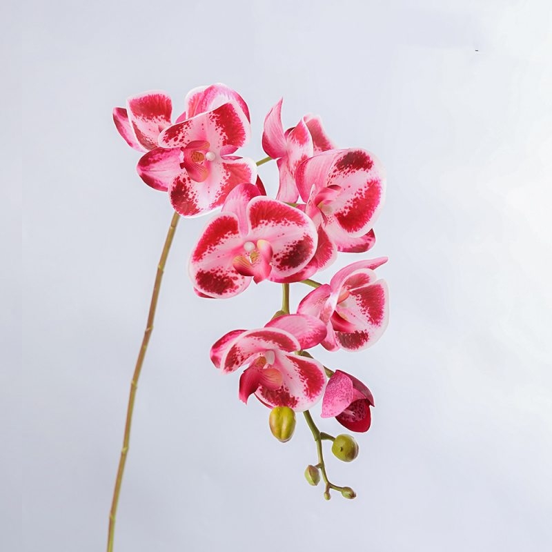 High-quality moisturizing Phalaenopsis orchid