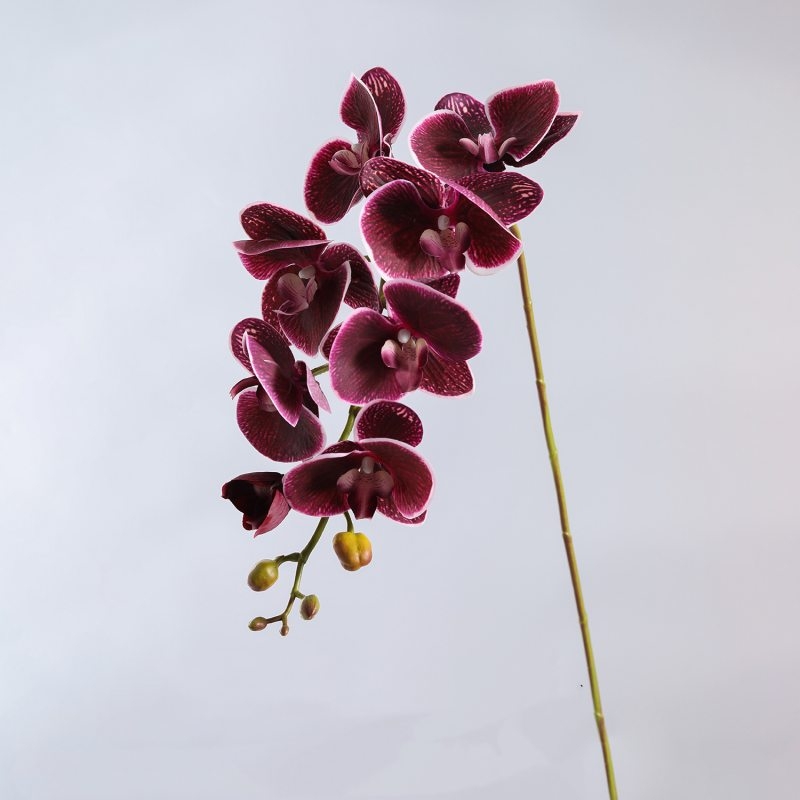 High-quality moisturizing Phalaenopsis orchid