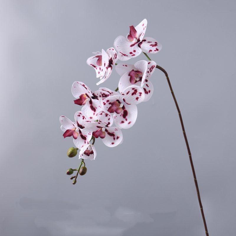 High-quality moisturizing Phalaenopsis orchid