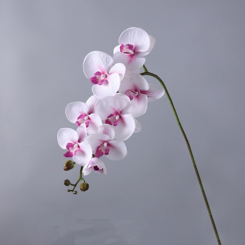 High-quality moisturizing Phalaenopsis orchid