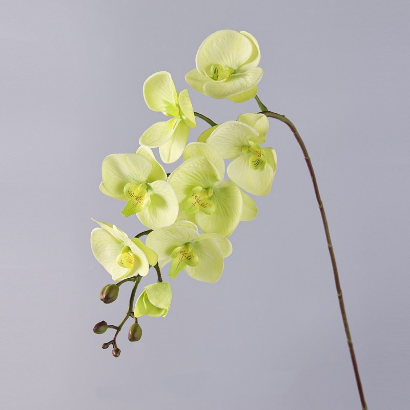 High-quality moisturizing Phalaenopsis orchid