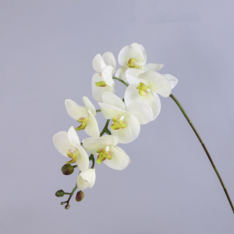 High-quality moisturizing Phalaenopsis orchid