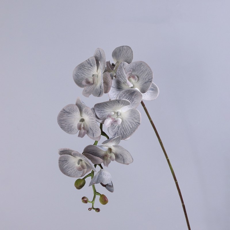 High-quality moisturizing Phalaenopsis orchid