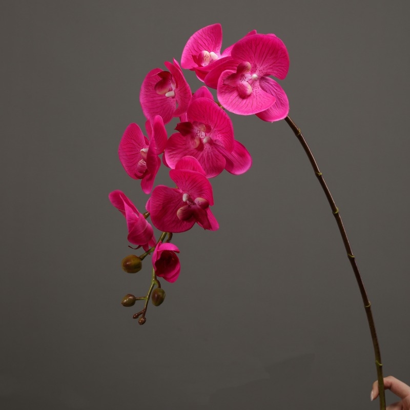 High-quality moisturizing Phalaenopsis orchid