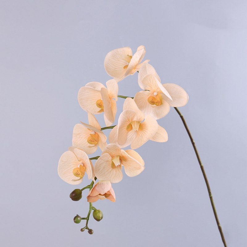 High-quality moisturizing Phalaenopsis orchid