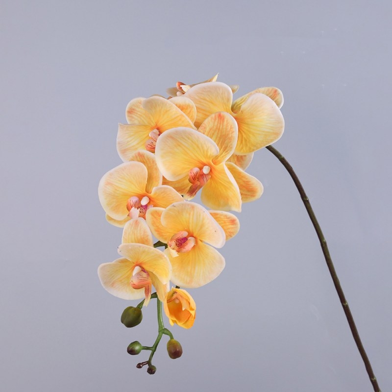 High-quality moisturizing Phalaenopsis orchid