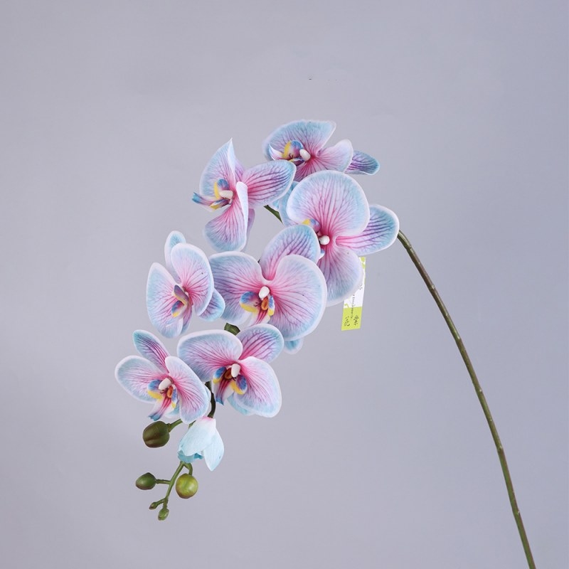 High-quality moisturizing Phalaenopsis orchid