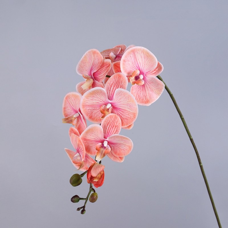 High-quality moisturizing Phalaenopsis orchid