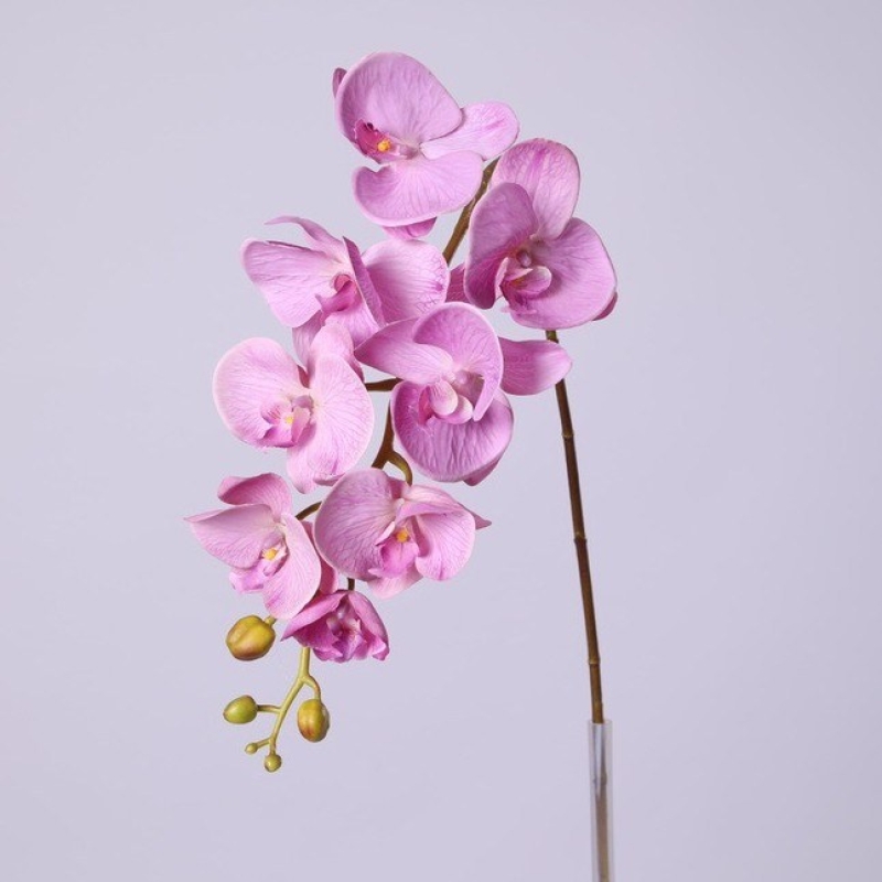 High-quality moisturizing Phalaenopsis orchid
