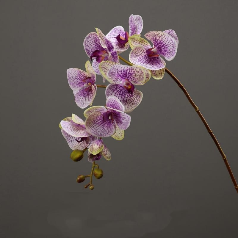 High-quality moisturizing Phalaenopsis orchid