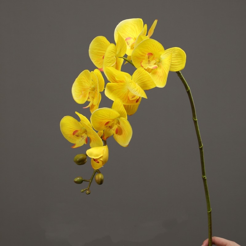 High-quality moisturizing Phalaenopsis orchid