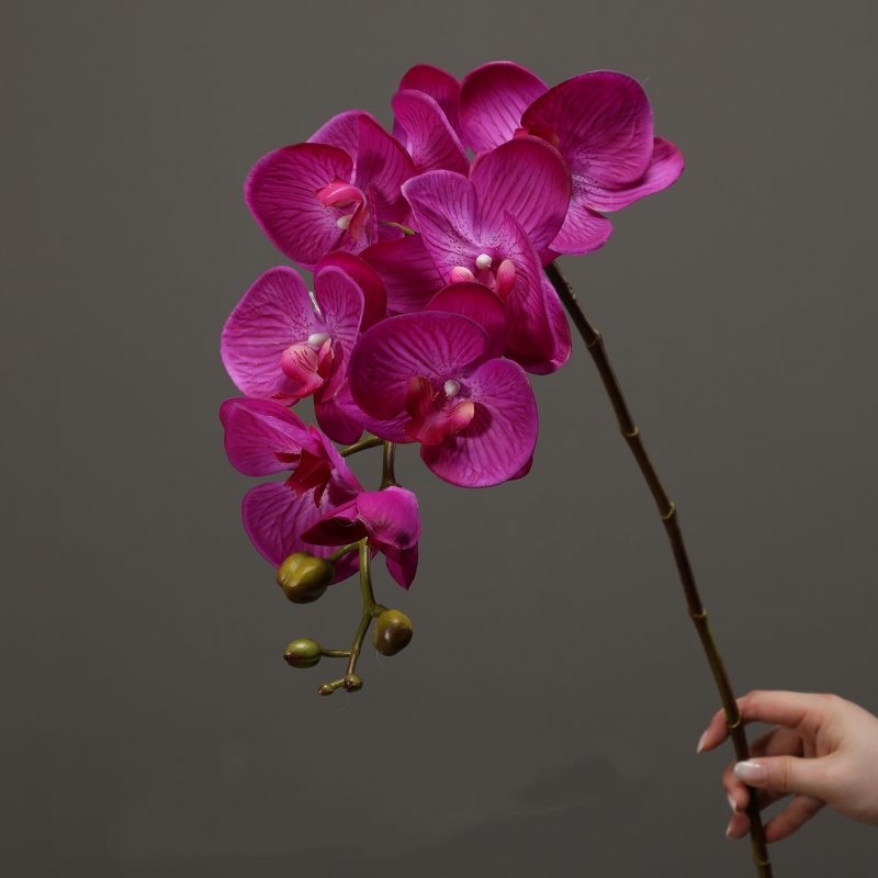 High-quality moisturizing Phalaenopsis orchid