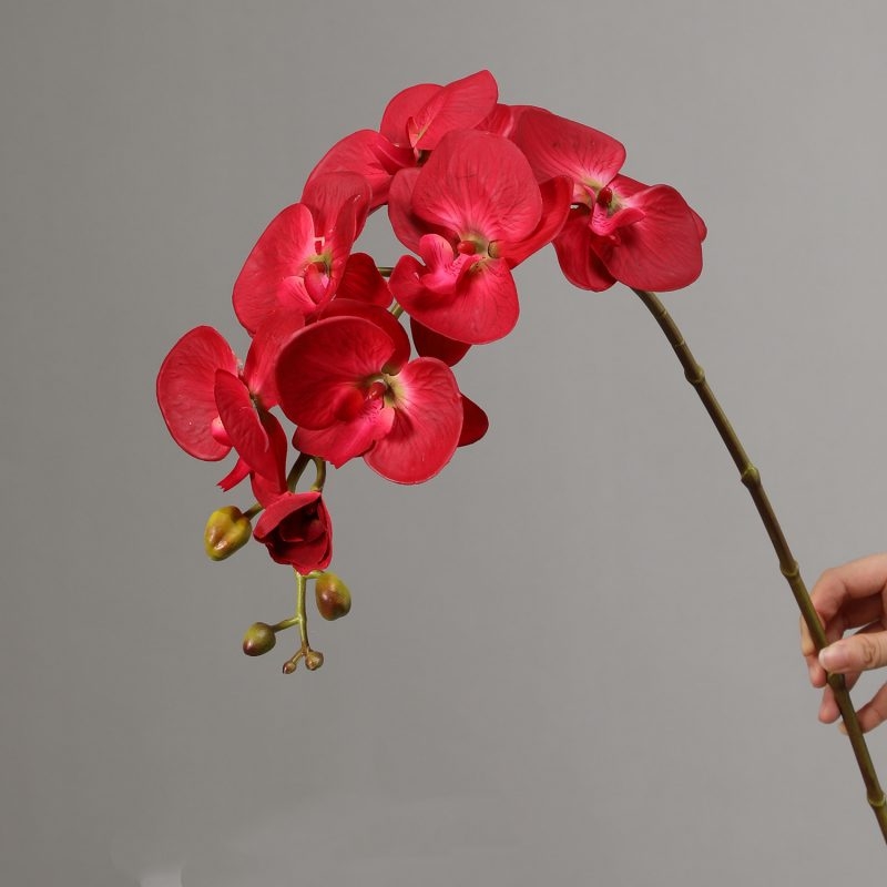 High-quality moisturizing Phalaenopsis orchid