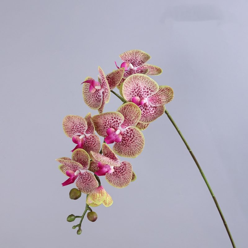 High-quality moisturizing Phalaenopsis orchid