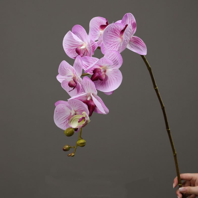 High-quality moisturizing Phalaenopsis orchid