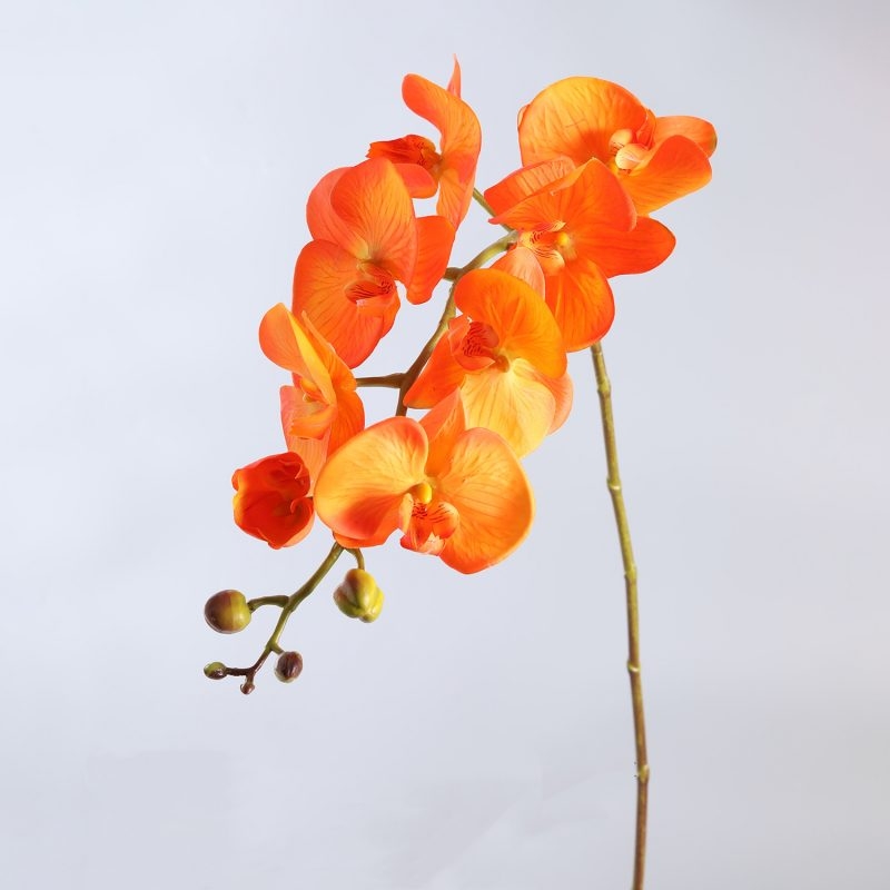 High-quality moisturizing Phalaenopsis orchid