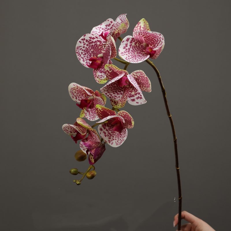 High-quality moisturizing Phalaenopsis orchid