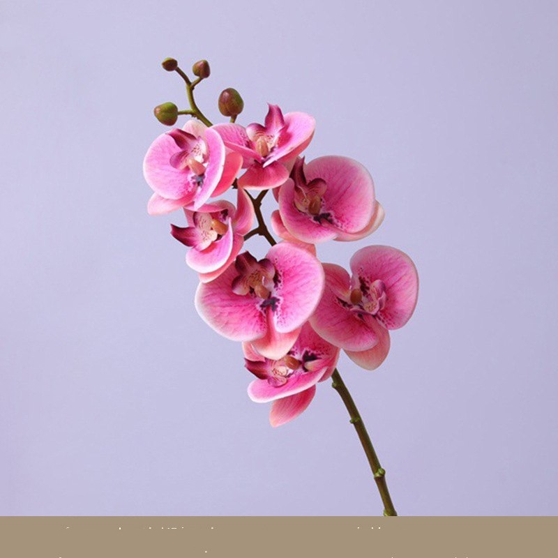 High-quality Phalaenopsis orchid with 7 flower heads