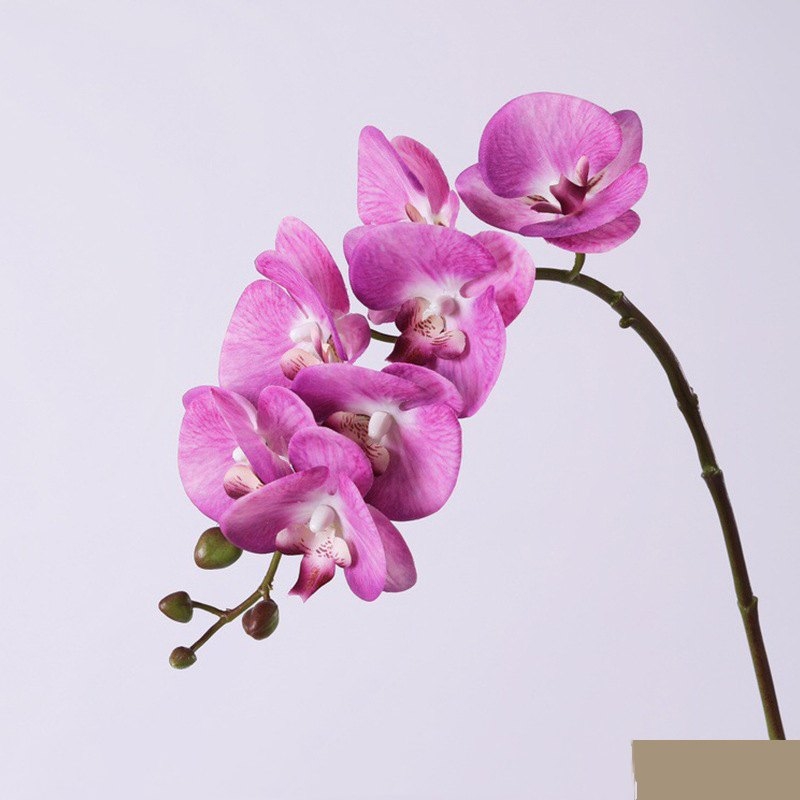 High-quality Phalaenopsis orchid with 7 flower heads