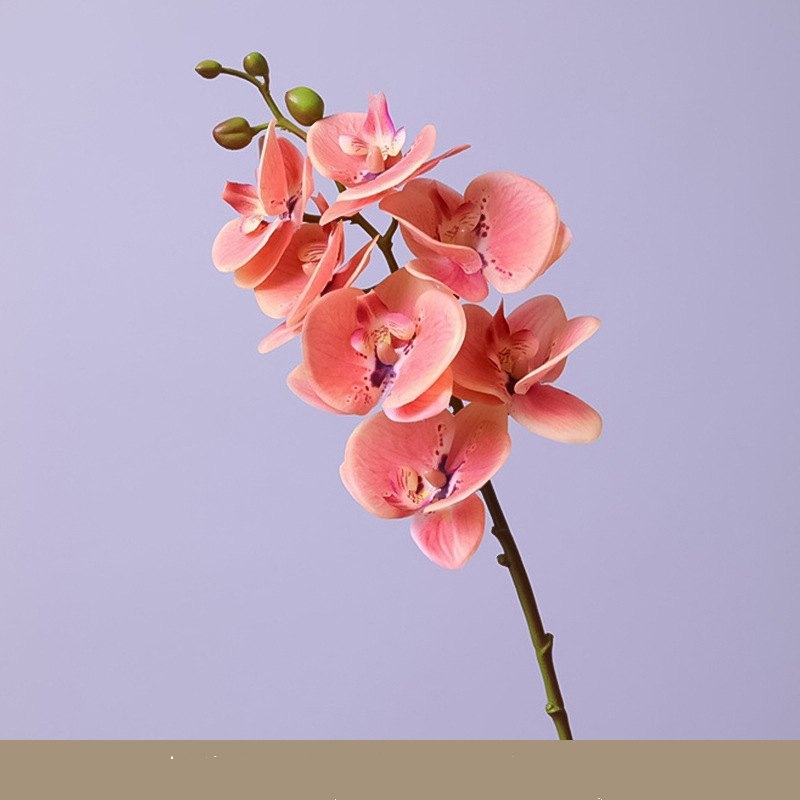 High-quality Phalaenopsis orchid with 7 flower heads