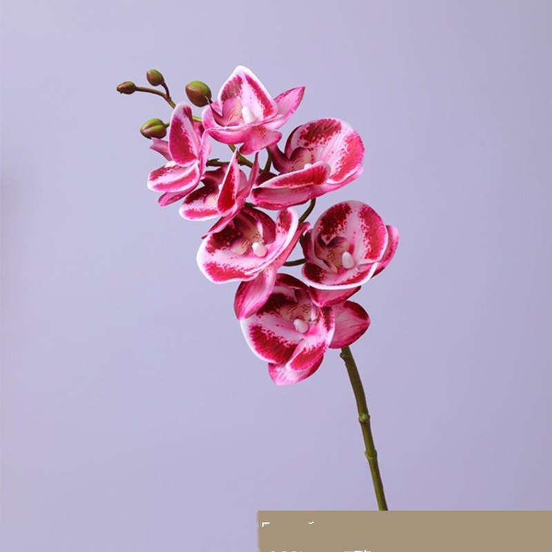 High-quality Phalaenopsis orchid with 7 flower heads