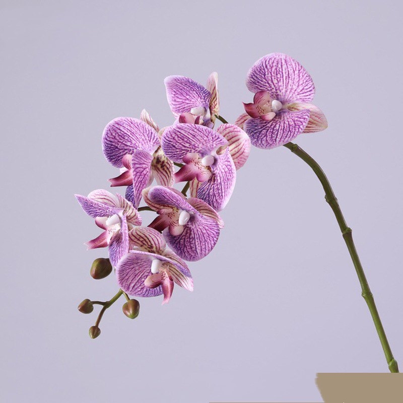 High-quality Phalaenopsis orchid with 7 flower heads
