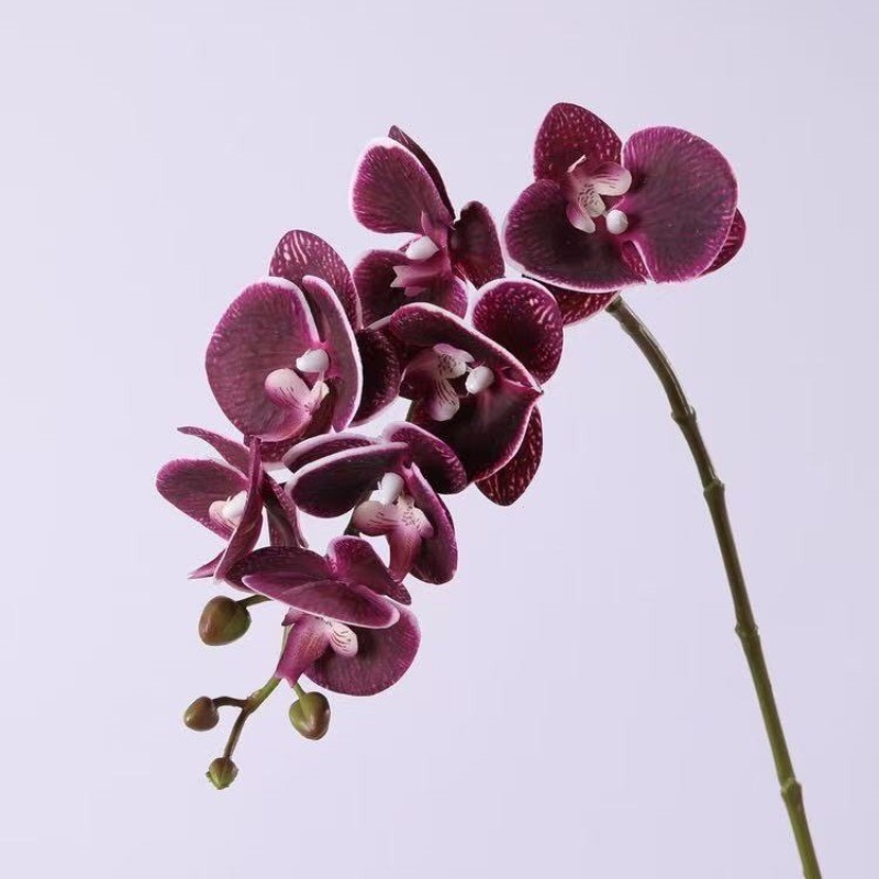 High-quality Phalaenopsis orchid with 7 flower heads