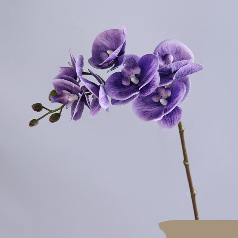 High-quality Phalaenopsis orchid with 7 flower heads