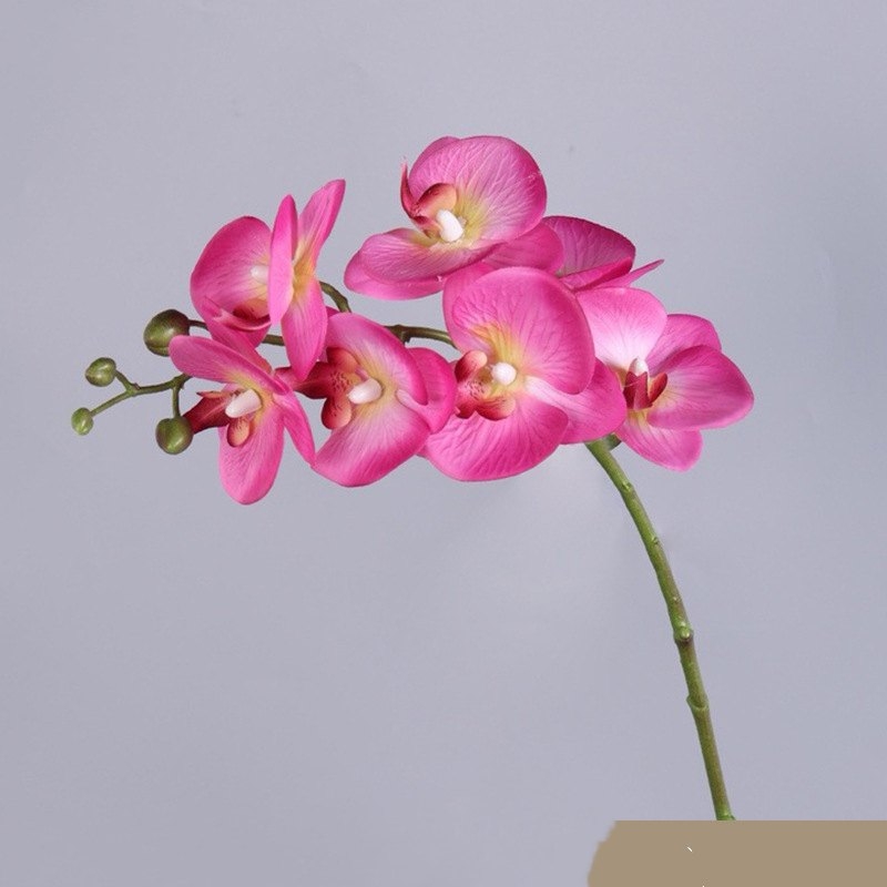 High-quality Phalaenopsis orchid with 7 flower heads