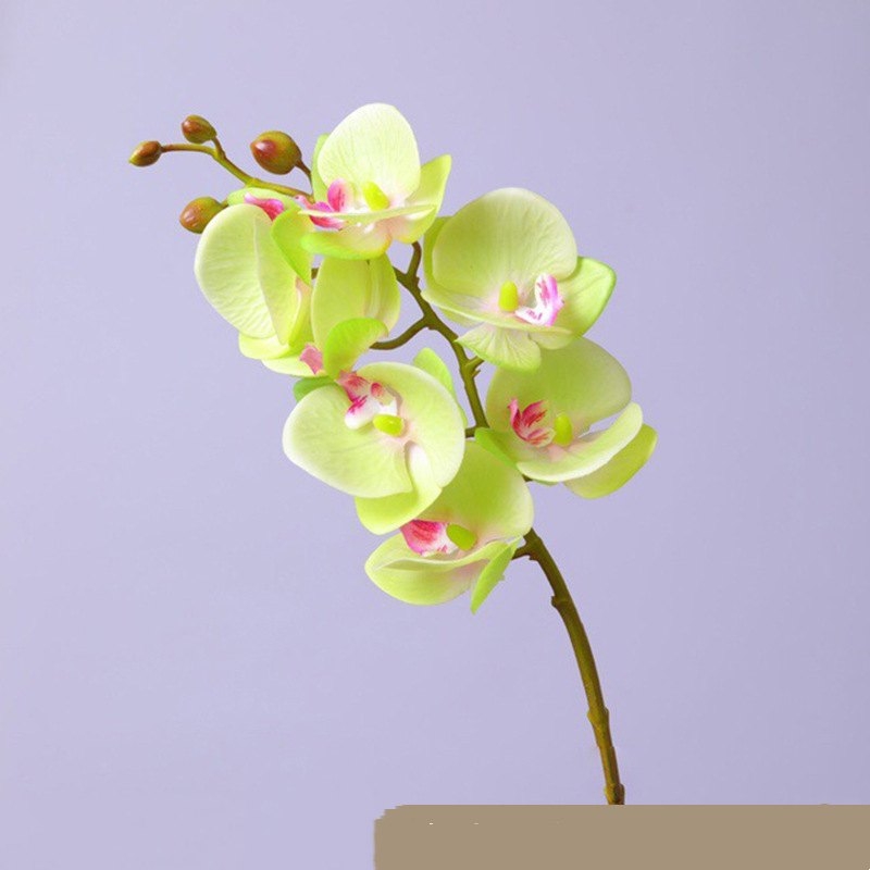 High-quality Phalaenopsis orchid with 7 flower heads
