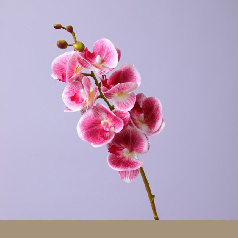 High-quality Phalaenopsis orchid with 7 flower heads