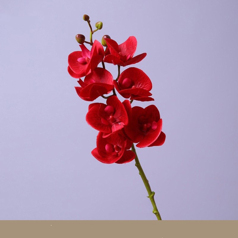 High-quality Phalaenopsis orchid with 7 flower heads